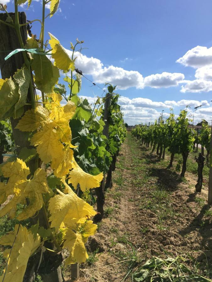 Mirande Montagne-Saint Emilion Leilighet Montagne  Eksteriør bilde